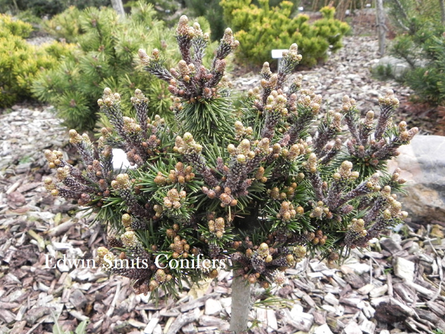 Pinus mugo 'Filips Mini Me'